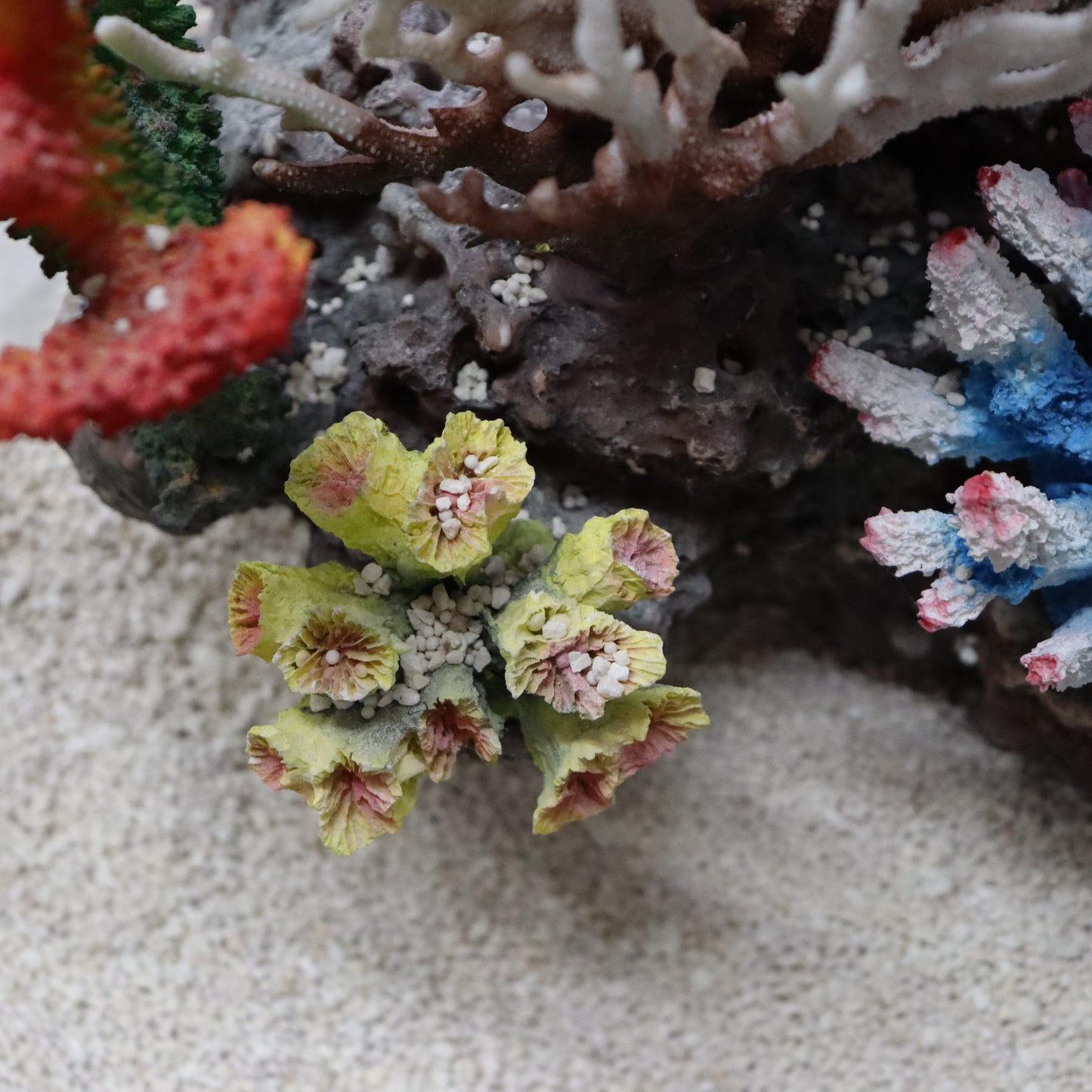 12 in 1 set Imported Coral