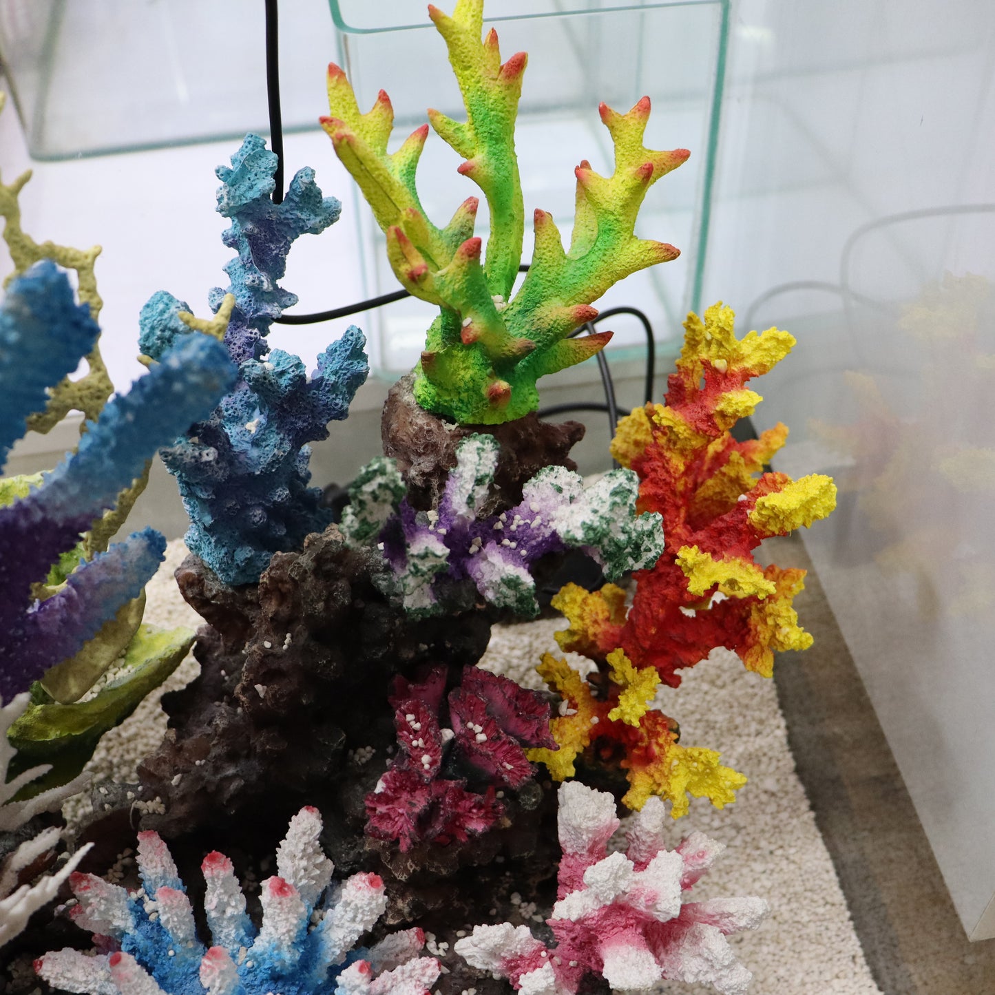 12 in 1 set Imported Coral