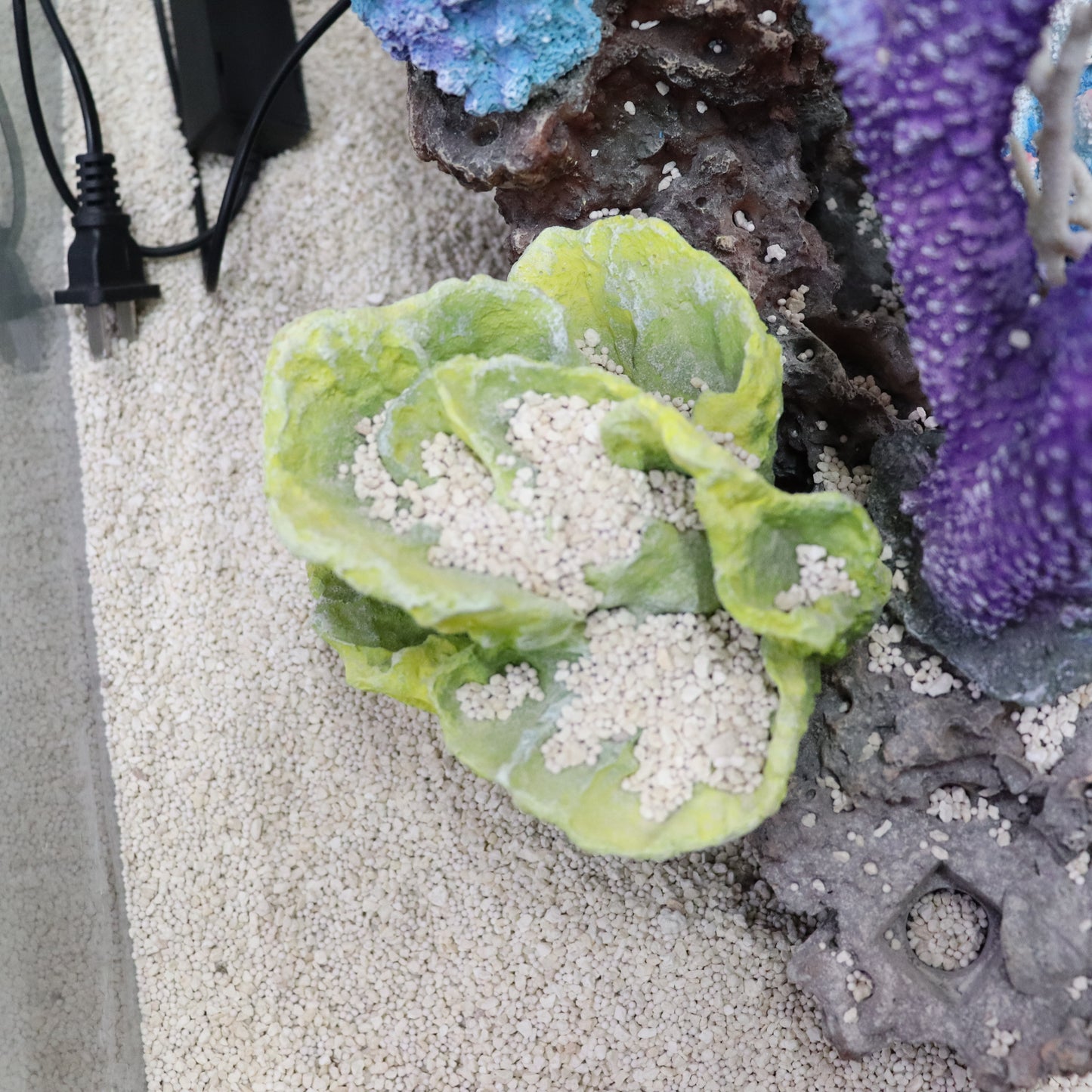 12 in 1 set Imported Coral