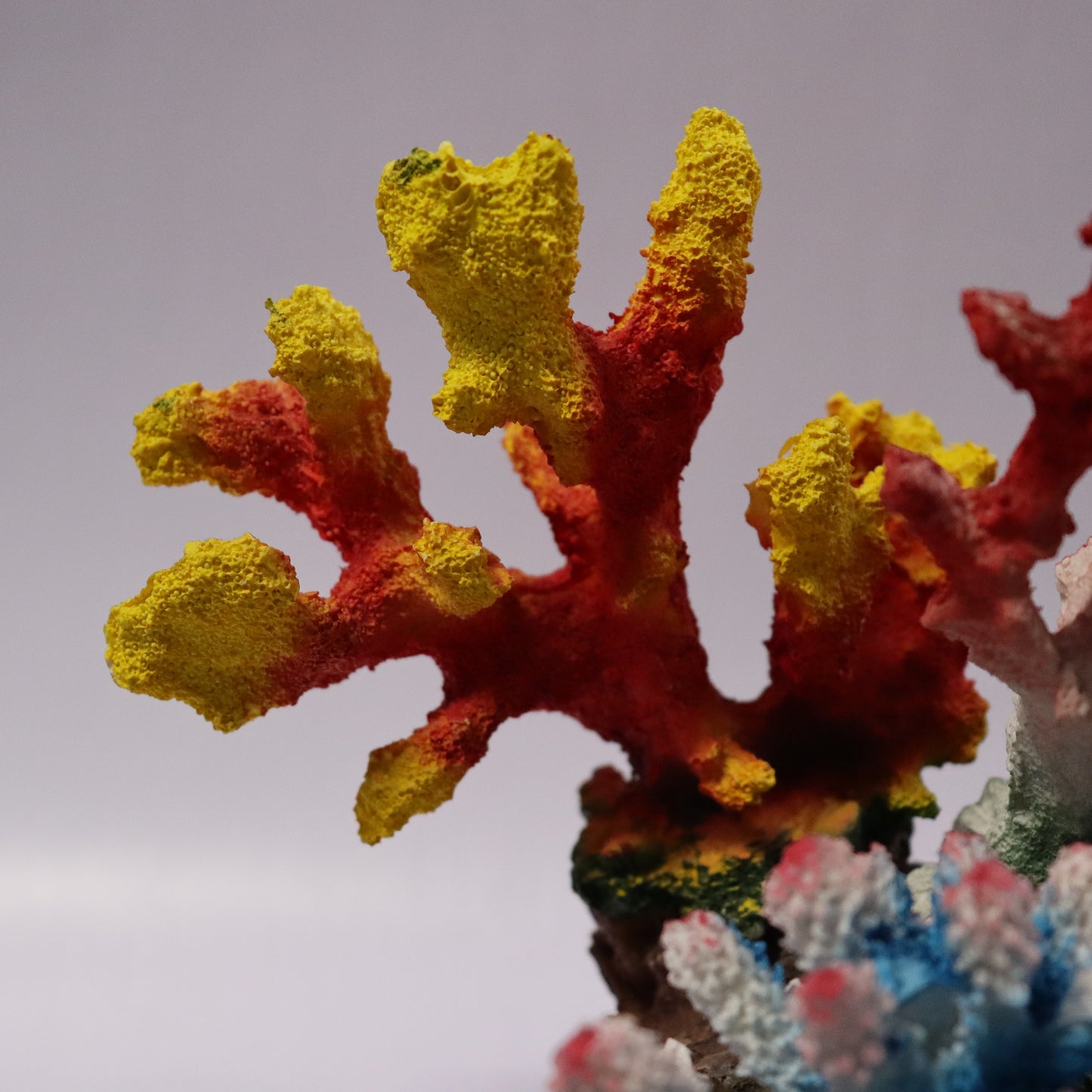 6 in 1 Imported coral Set