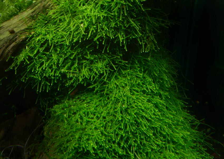 Java Moss