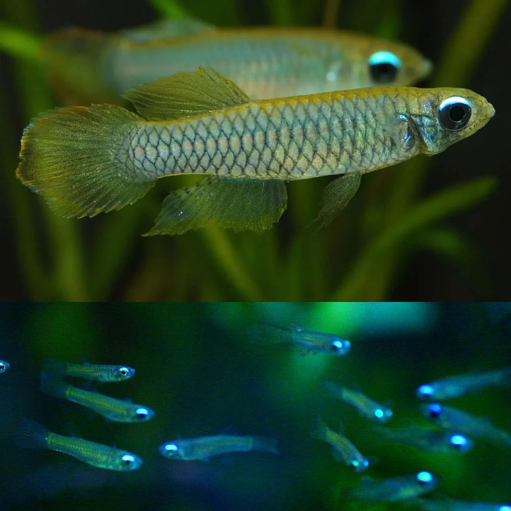 Lamp eye Kili tetra