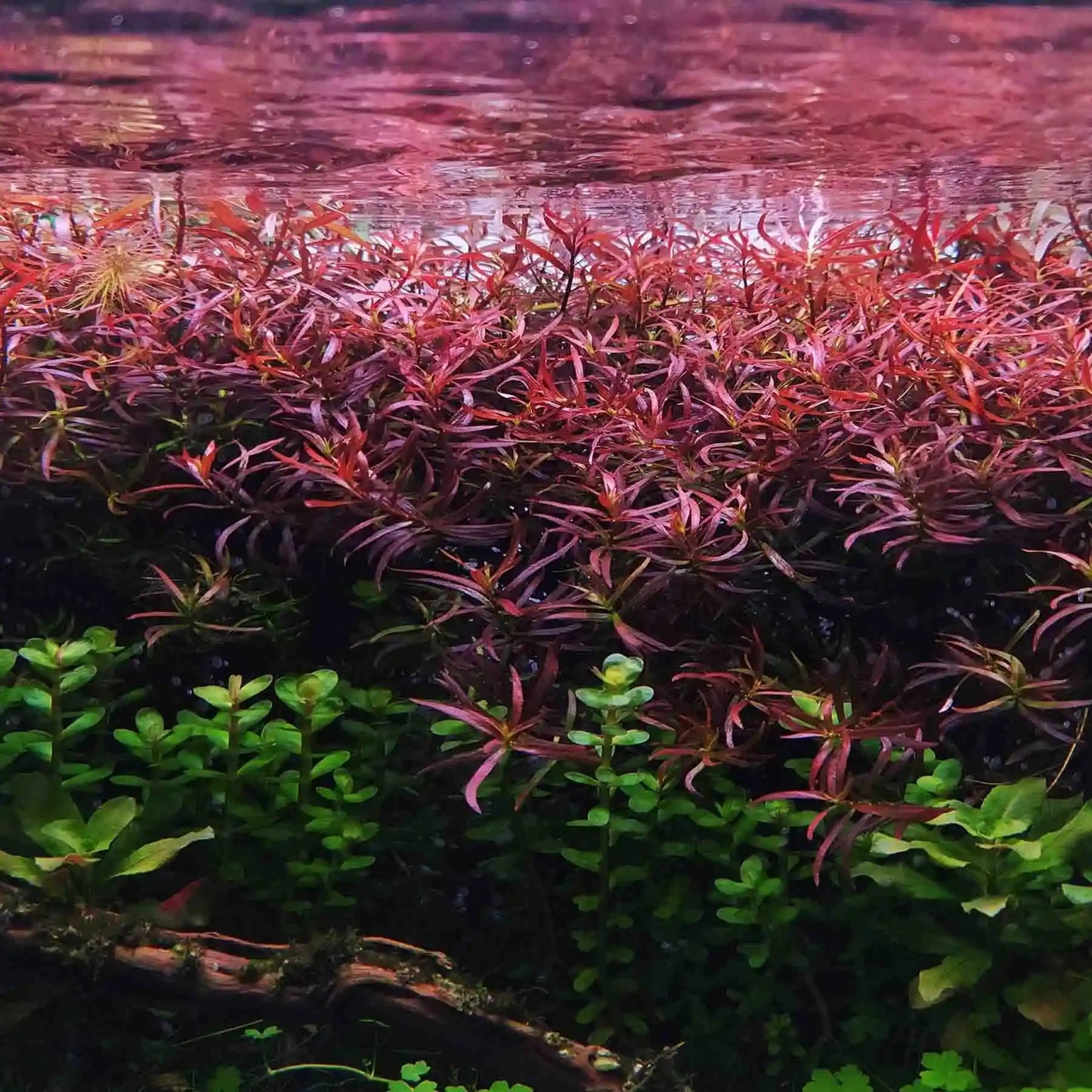 ADA TC-Ludwigia Arcuata