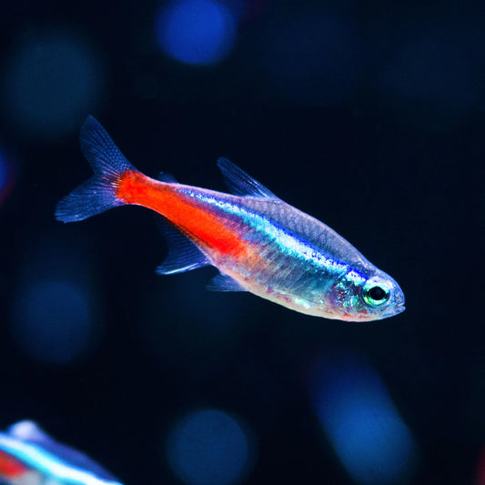 Neon Tetra | Single