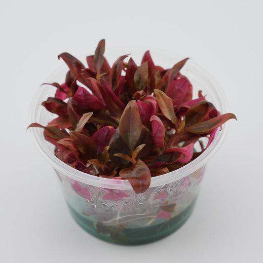 TC-Alternanthera Renickii Mini | ADA IC408