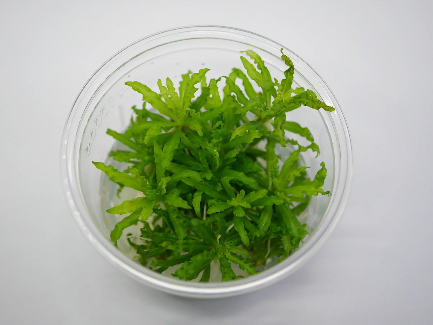 TC-pogostemon Helferi | ADA IC035