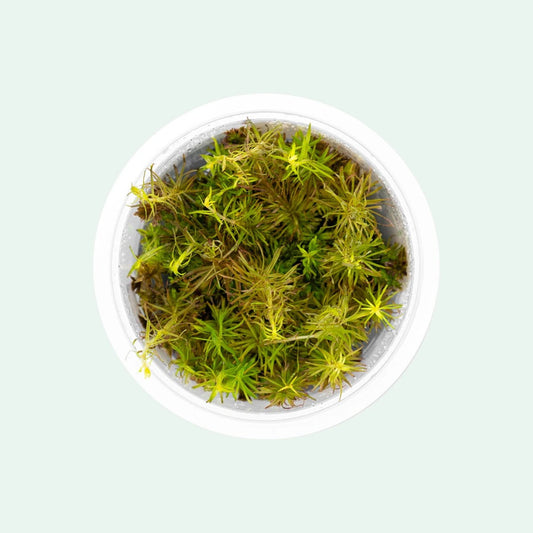 ADA TC-Rotala Wallichii Long Leaf