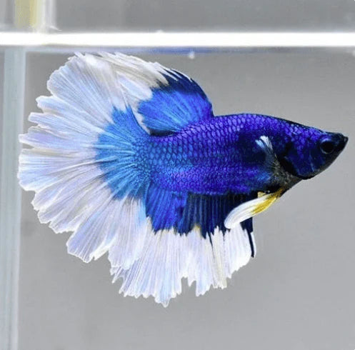 White & Blue betta