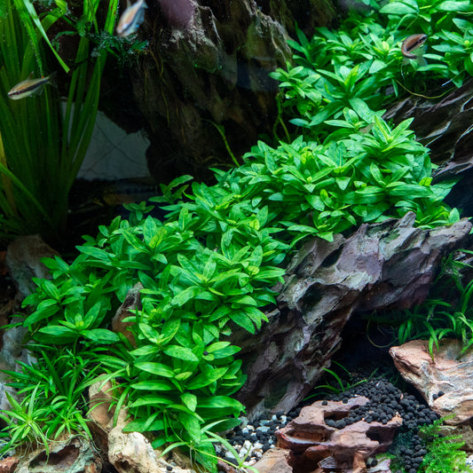 Pot Staurogyne Repens