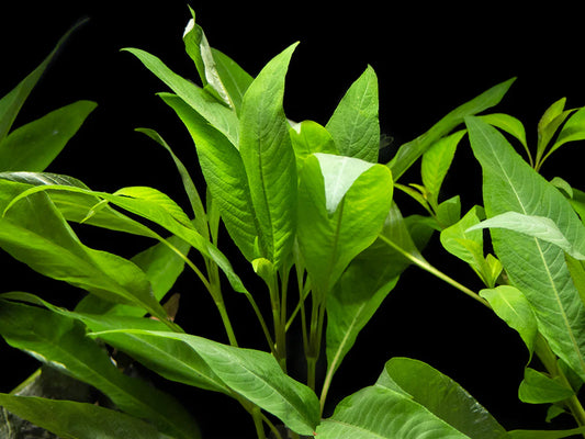 Pot Temple Mint Broad Leaf