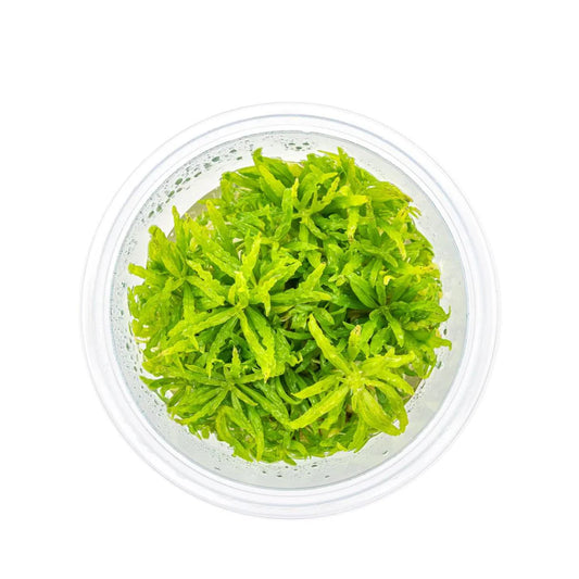 TC-pogostemon Helferi | ADA IC035