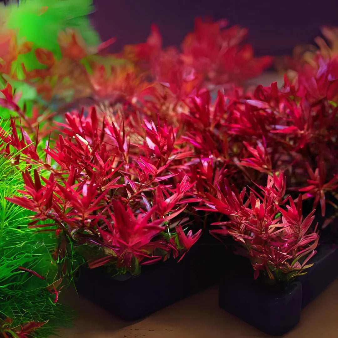 ADA TC-Rotala Rotundifolia 'Blood Red'