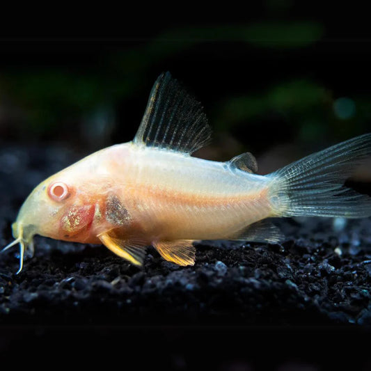 Albino Corydoras | Single