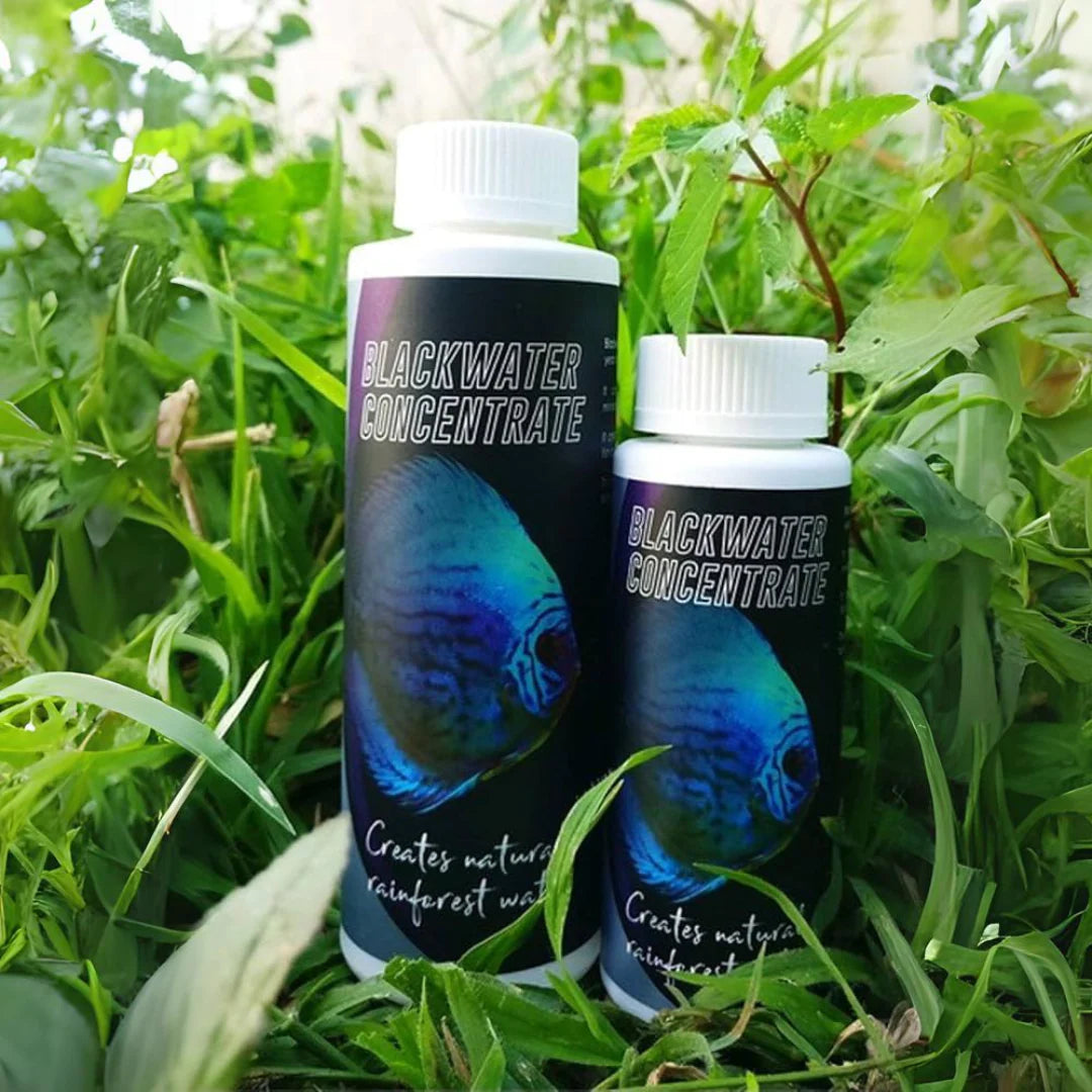 Black water concentrate