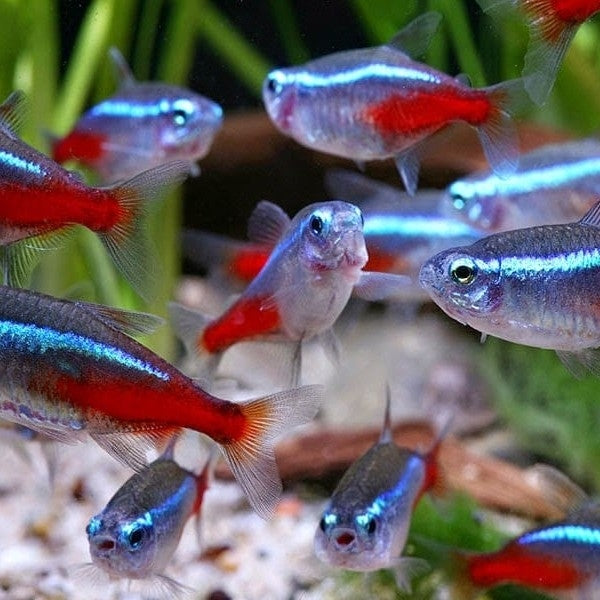 Neon Tetra | Single