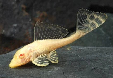 Albino Suckermoth | Single