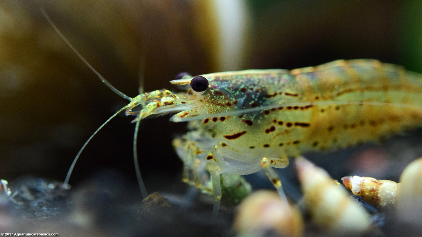 Amano Shrimp | Single