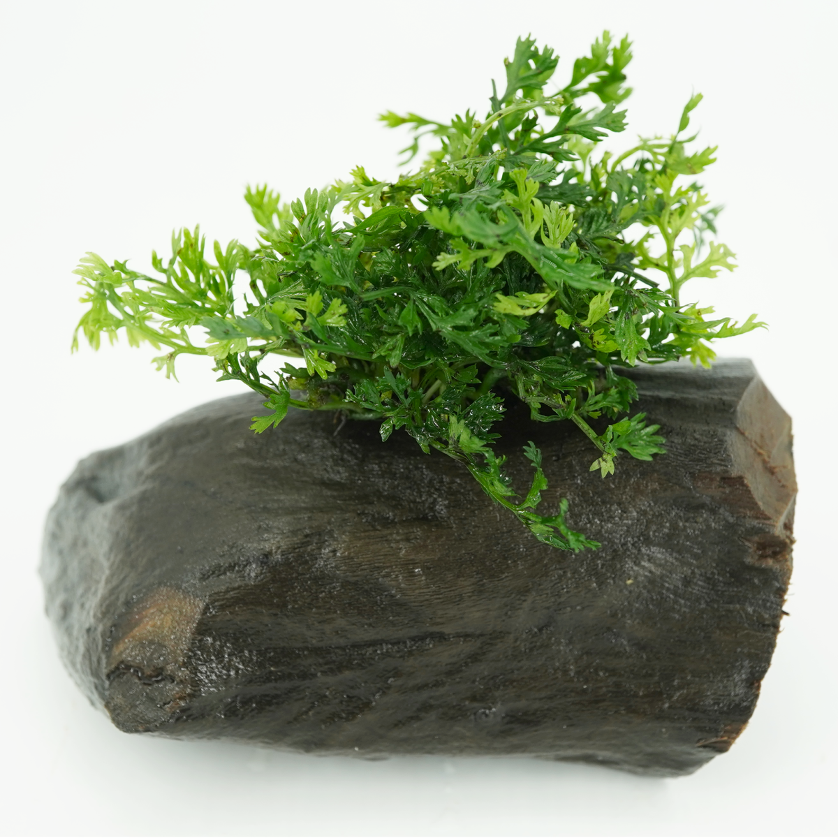 LC-Bolbitis Difformis | ADA LC114