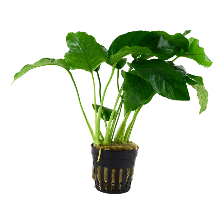 Pot - Anubias Barteri var. Barteri