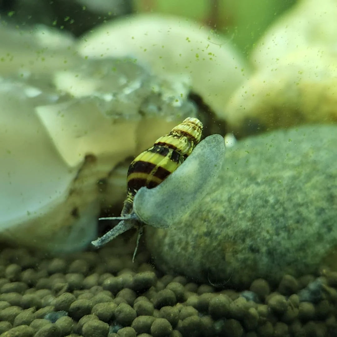 Assasin Snails
