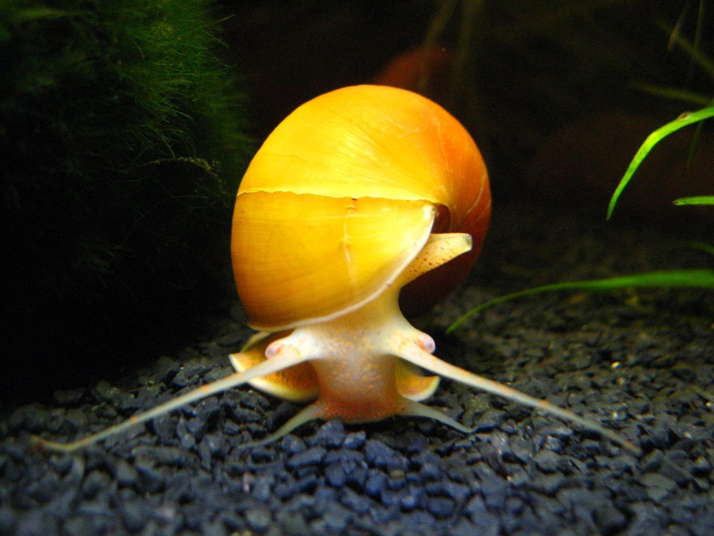 Apple Snail |1-2cms | Single