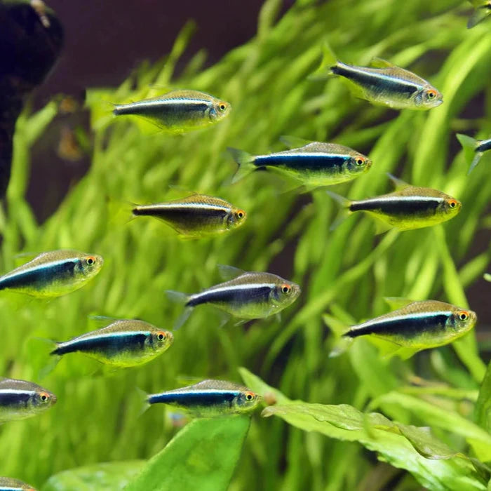 Black Neon tetra |1-2cms | Single