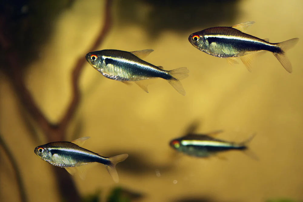 Black Neon tetra |1-2cms | Single