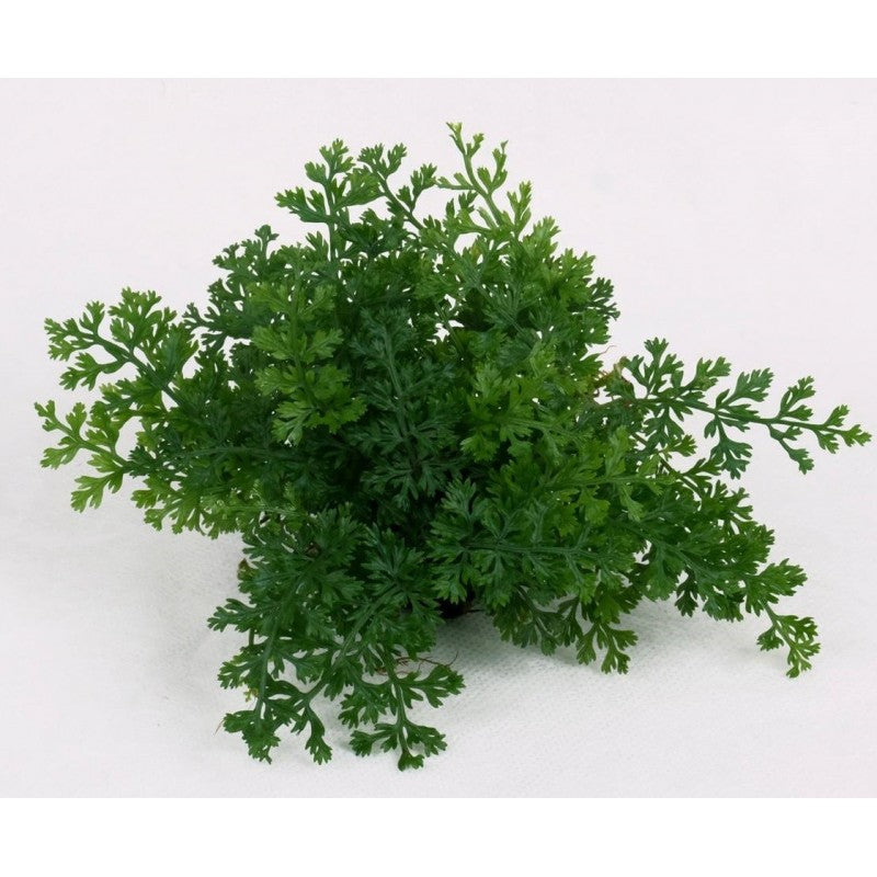 LC-Bolbitis Difformis | ADA LC114