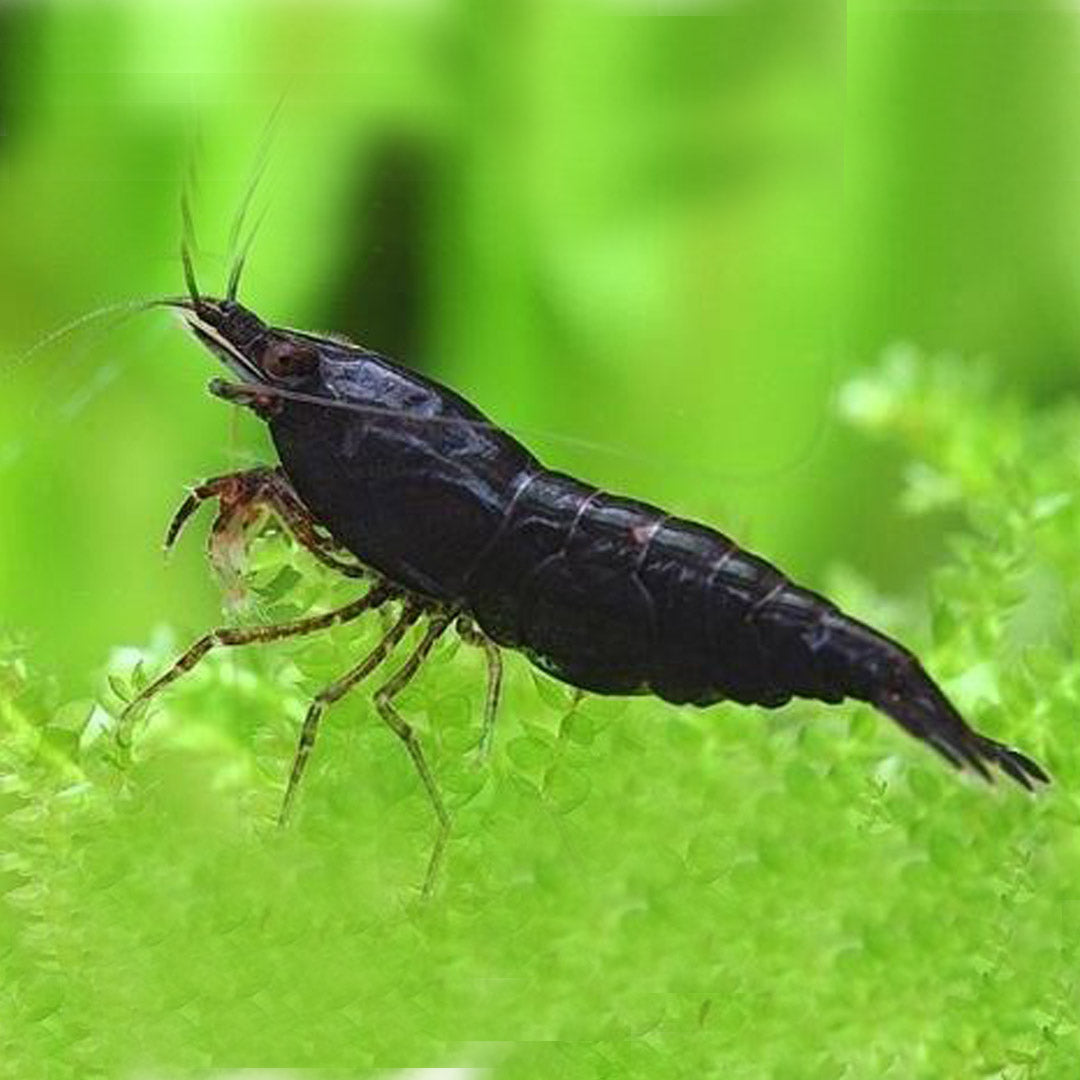 Jet Black Shrimp | Single