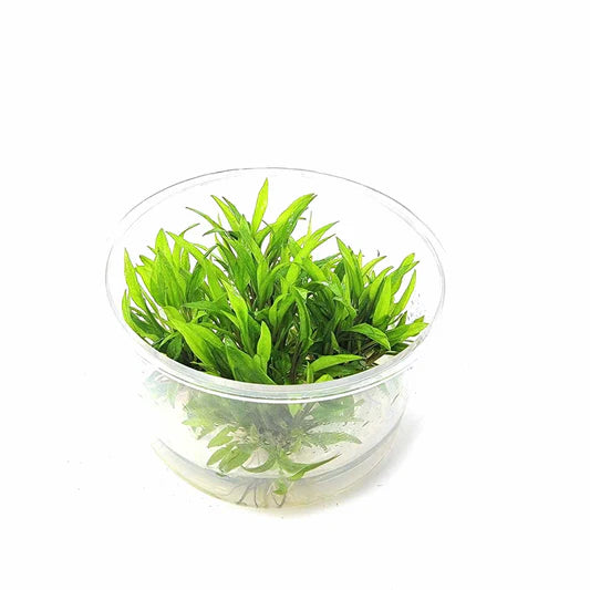 TC-Cryptocorne Wenditii Green | ADA IC092