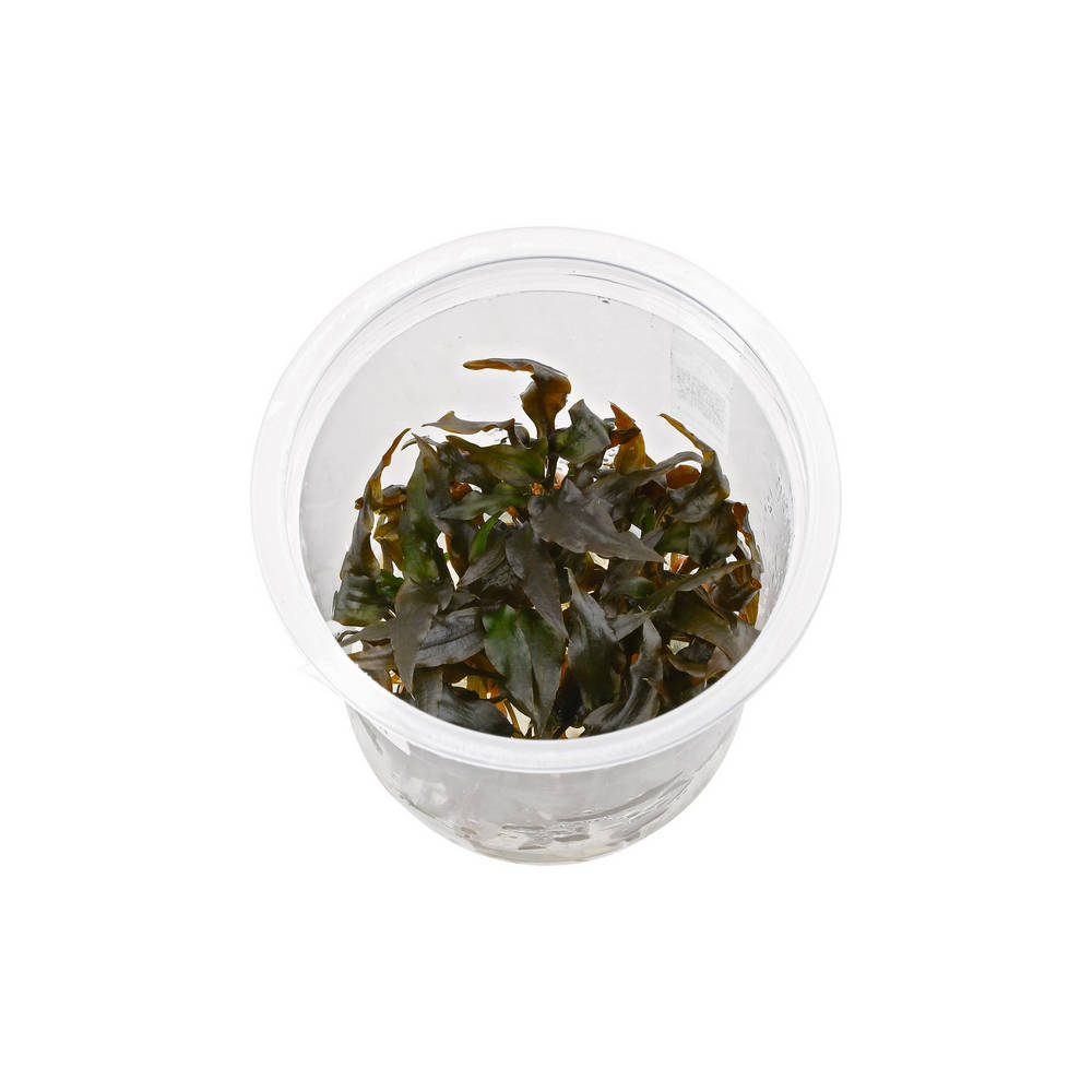 TC-Cryptocorne Wenditii Brown | ADA IC094