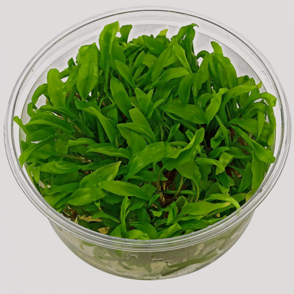 TC-Cryptocorne Wenditii Green | ADA IC092