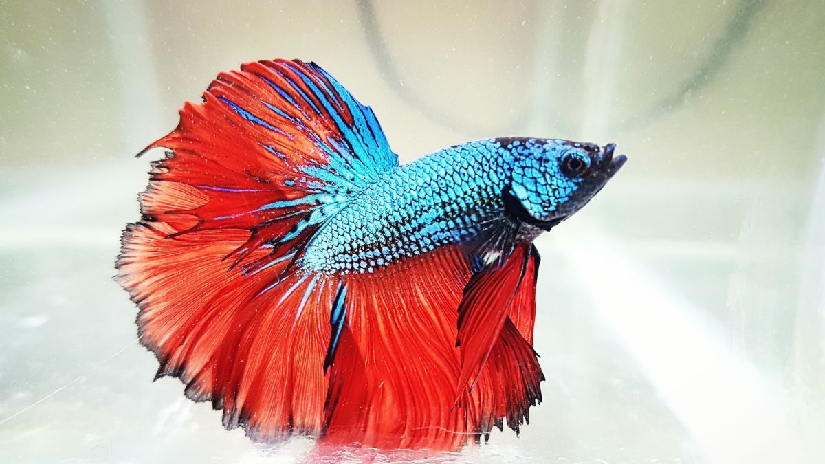 Tri Colour Betta fish | Random Colour