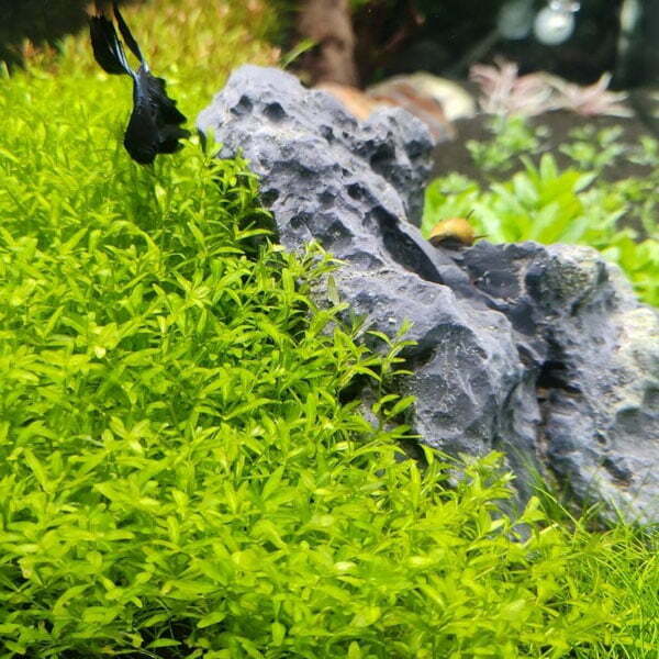 ADA TC-Hemianthus Micranthemoides (Pearl Weed)