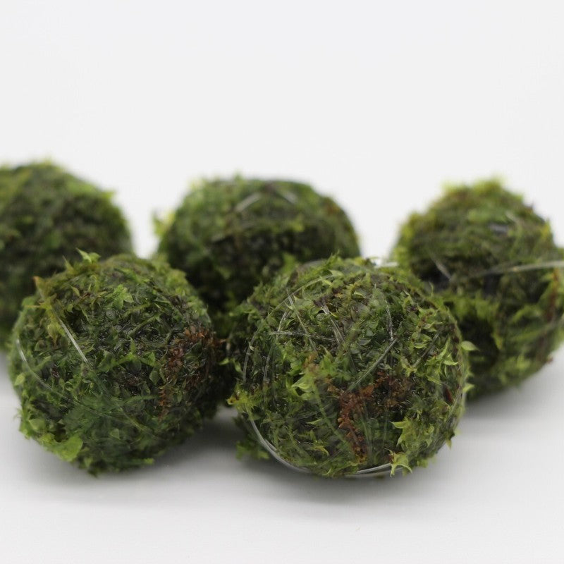 Floating Moss Ball | 2 inch diameter