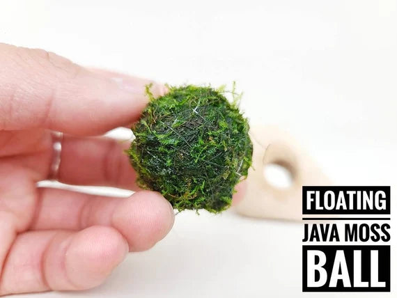 Floating Moss Ball | 2 inch diameter