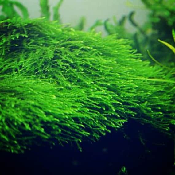 Java Moss