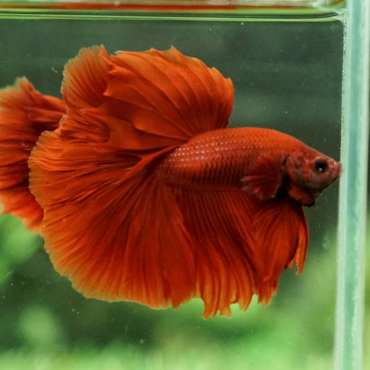Royal Red Betta fish