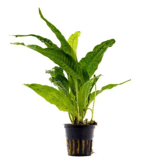 Pot - Java fern