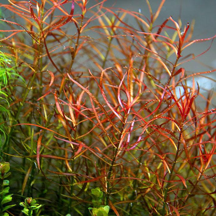 ADA TC-Ludwigia Arcuata