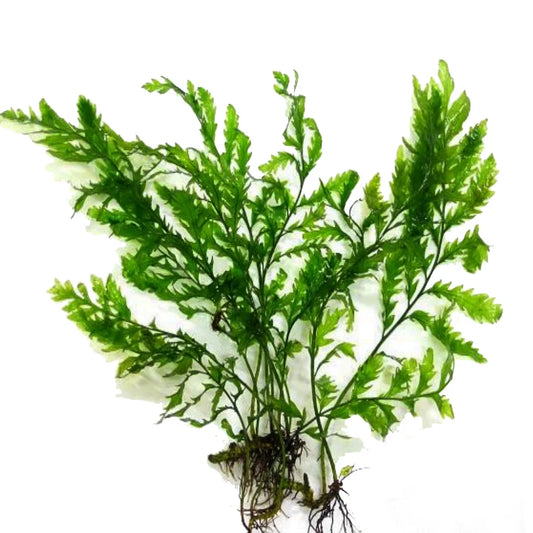 LC-Bolbitis Difformis | ADA LC114