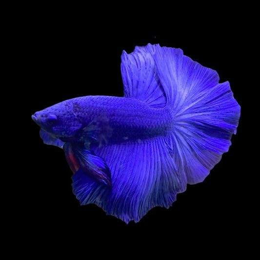 Royal Blue Betta fish