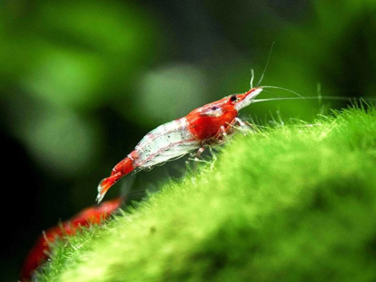 Red Rili Shrimp | Single