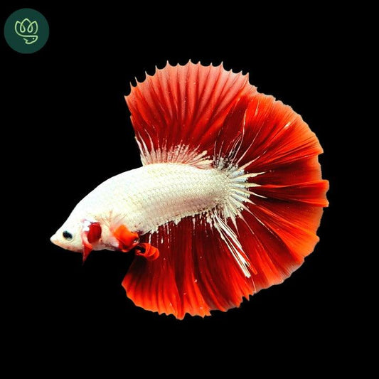 White Red Betta fish
