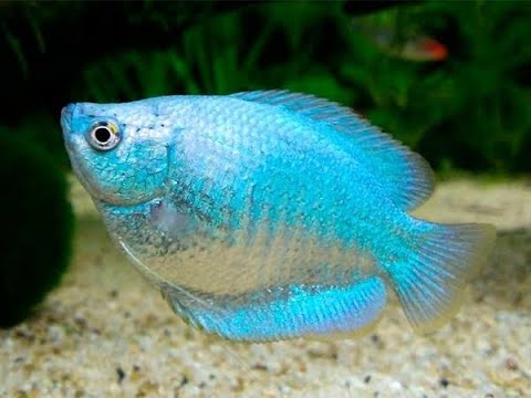 Neon Blue Gourami | Single