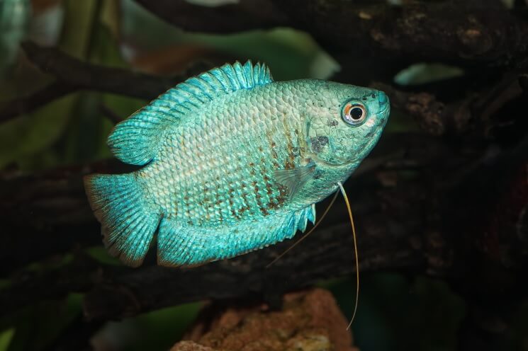 Neon Blue Gourami | Single