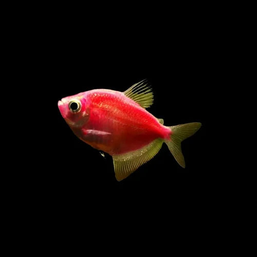 Pink-Red Widow tetra | Single