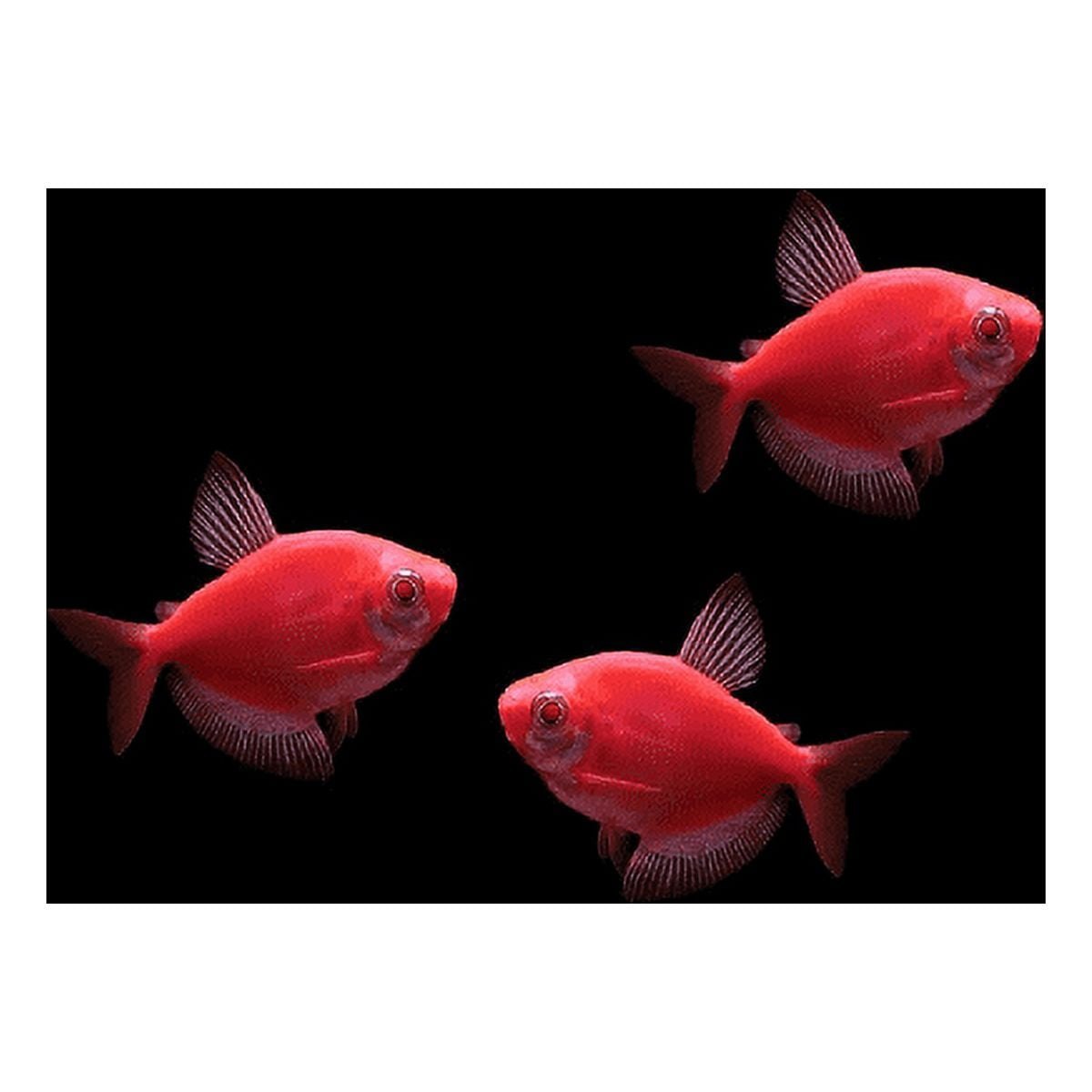 Pink-Red Widow tetra | Single