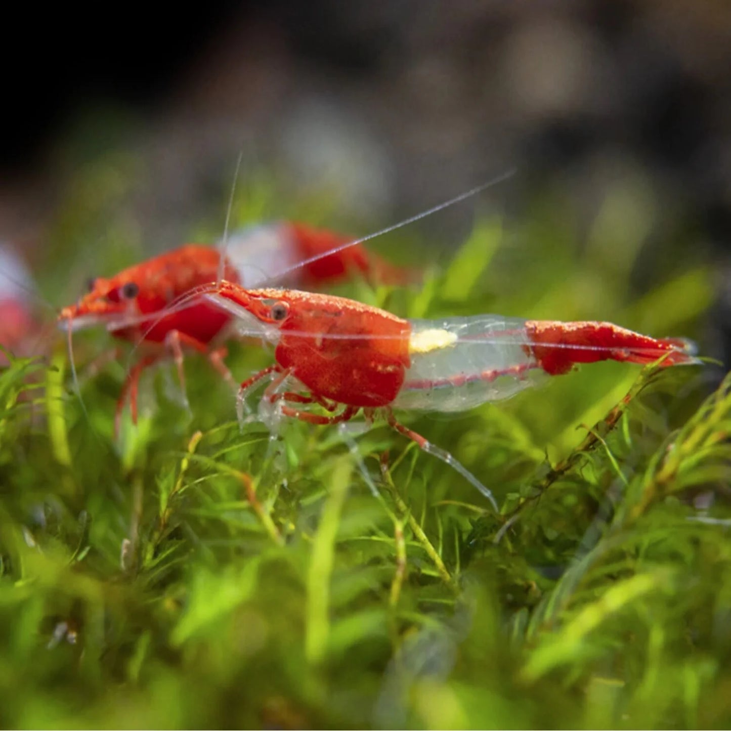 Red Rili Shrimp | Single