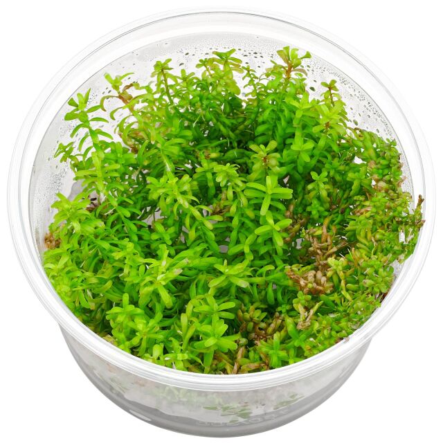 ADA TC-Rotala Rotundifolia Wayanad